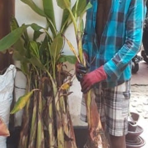 Handing over seeds, fertilizers, and plants