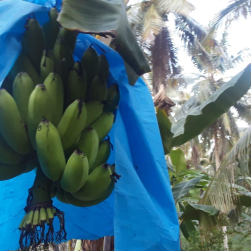 Banana combs ready for harvest