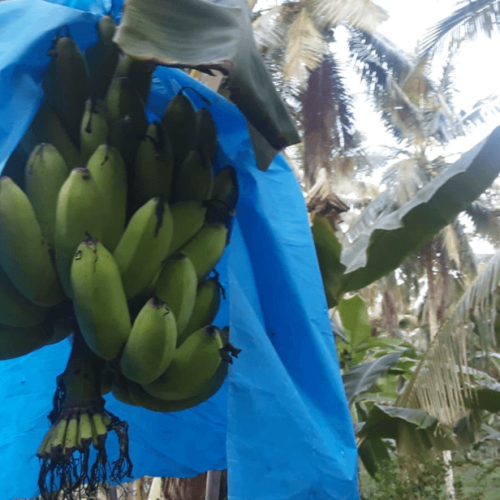 Banana combs ready for harvest