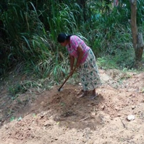 Initial steps of sowing in home gardening environment