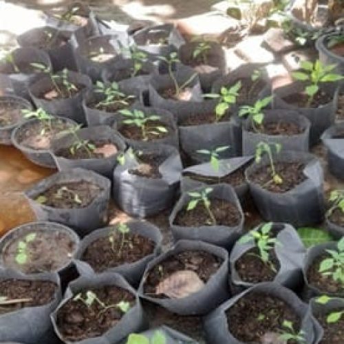 Initial steps of sowing in home gardening environment