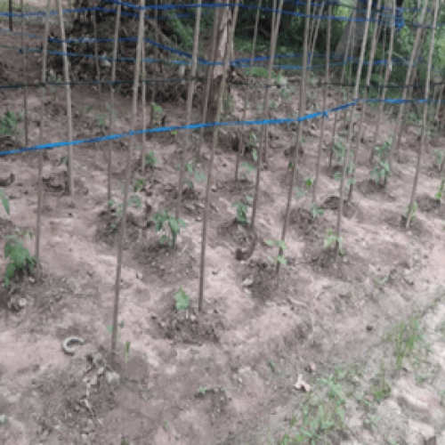 Seeds and plant growing up!!