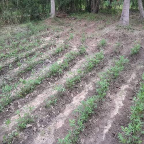 Seeds and plant growing up!!