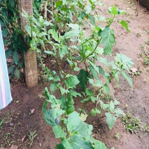 Plants nearing the harvest