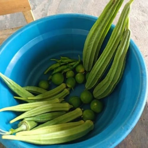 Some harvest of home gardeners (at 3 months)