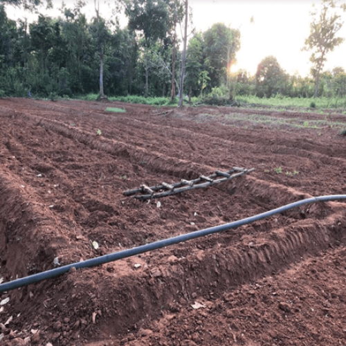 Preparing the ground / Ploughing the fields