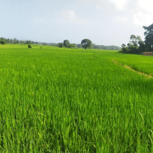 2.5 acres of paddy (growing stage)